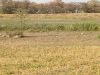 khera-hansari-talab
